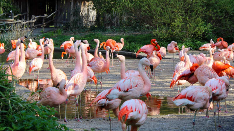 Ptačí chřipka v pražské zoo. Zahrada omezí vstup návštěvníků, dostane ale výjimku