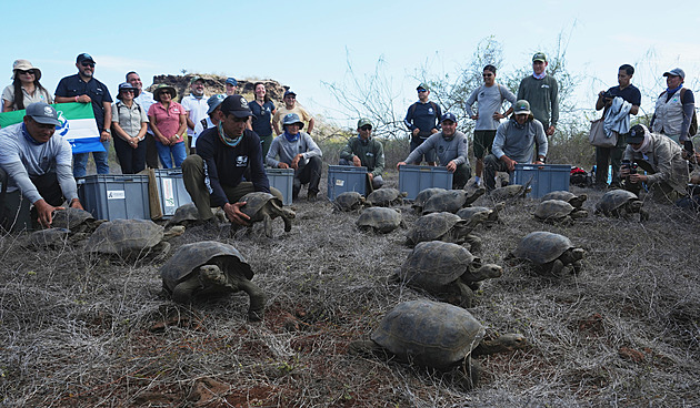 OBRAZEM: Návrat po 180 letech. Galapážský ostrov znovu vítá želvy sloní