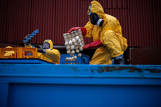 V kafilerii skončí kvůli nákaze 230 tisíc nosnic, škoda může jít do stamilionů