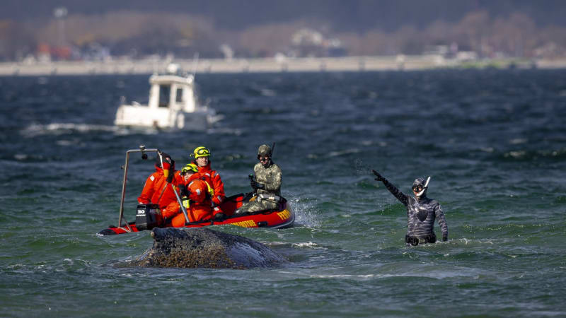 Uvízlá velryba stále žije a trpí. O posledním pokusu o záchranu právě rozhoduje soud